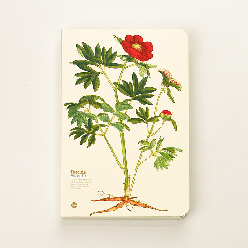 Paeonia Mascula illustrated herb journal baseline product image