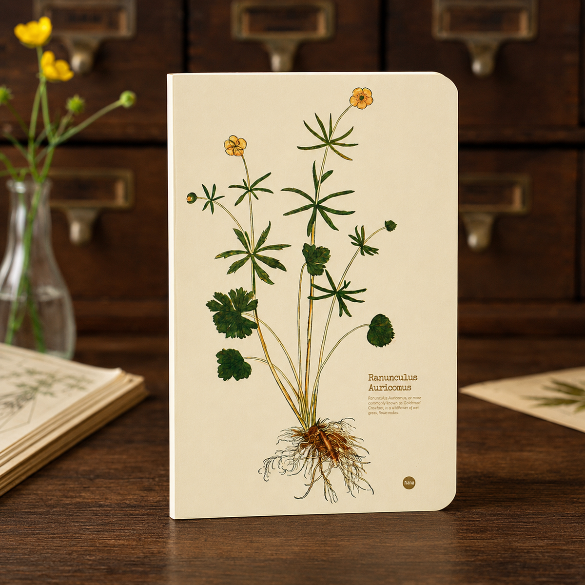 Ranunculus Auricomus illustrated herb journal lifestyle image