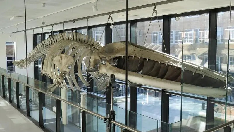 The Fin Whale at Cambridge University: A Victorian Giant A Bit of Art